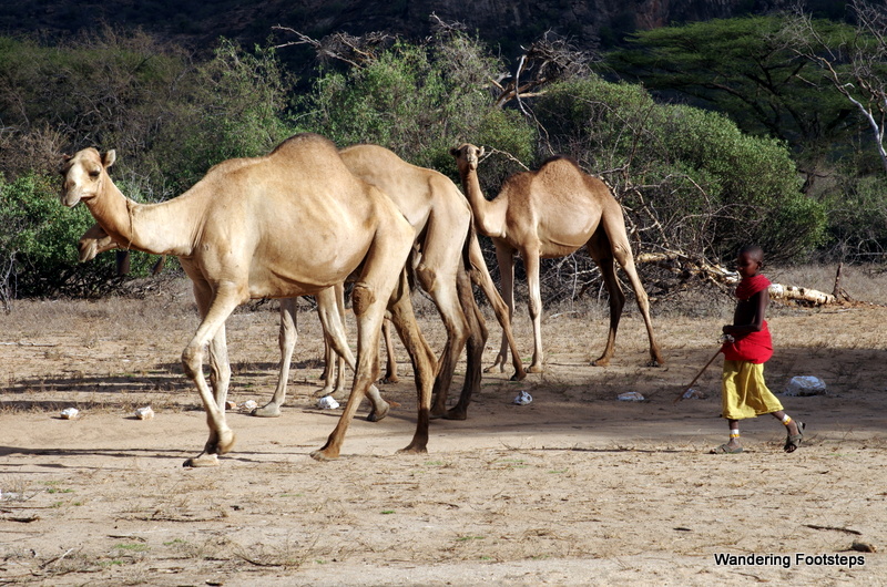 These camels and young camel-herders waltz past our vehicle, parked in the bush near Archer