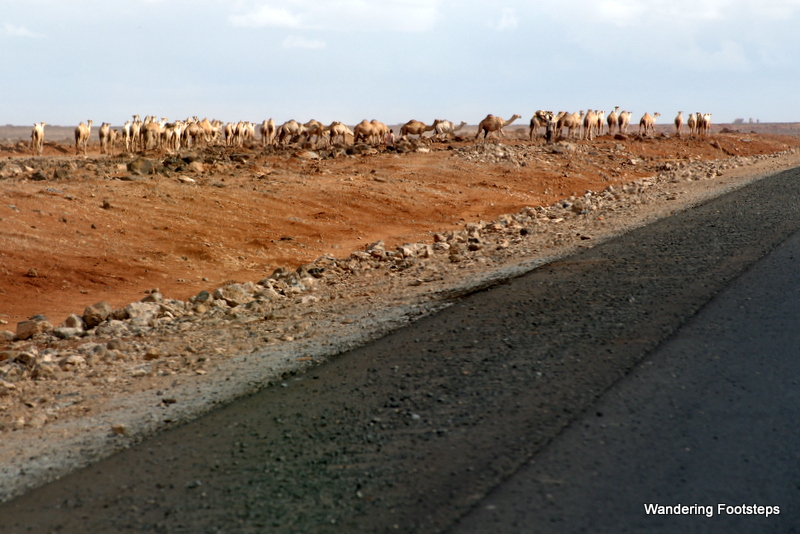 Caravans of camels in search of water.