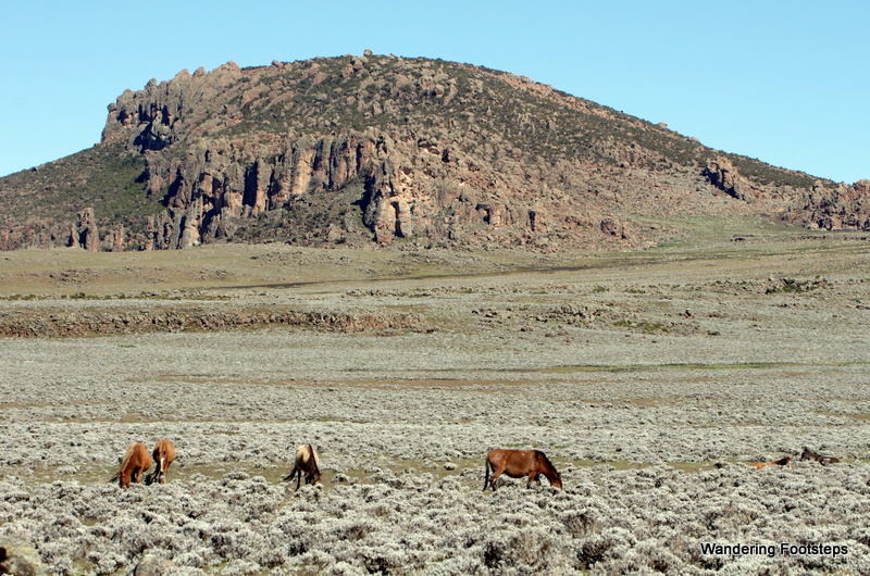 Horses and cows graze inside the national park...