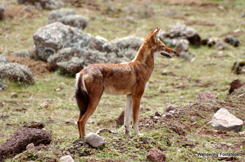 The stunningly handsome Ethiopian wolf.