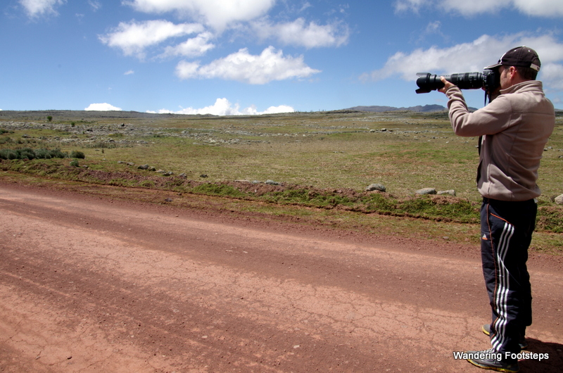 Bruno photographing the Ethiopian wolf.  He's excited, totally in his element.