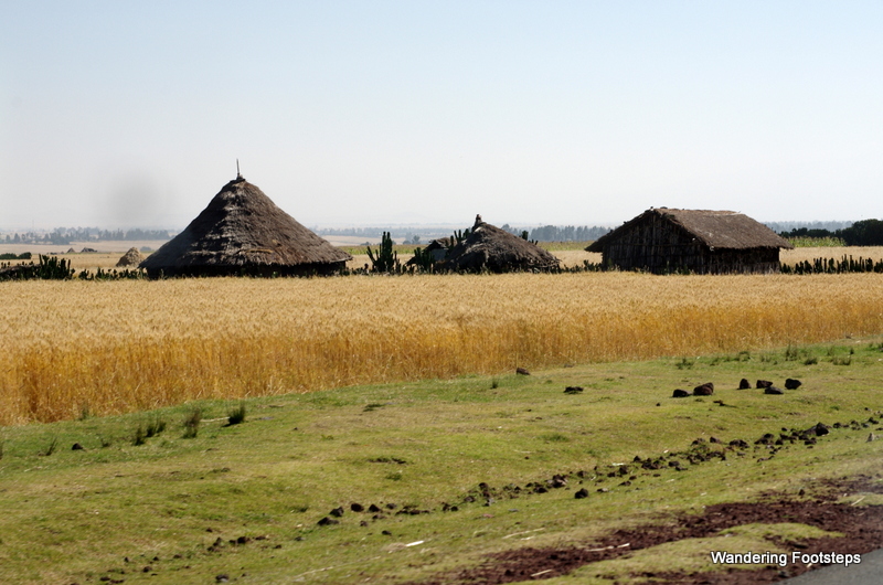 The golden fields and conical huts of Bale.