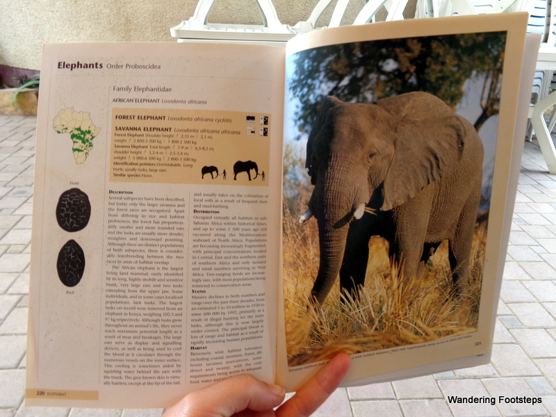 The only elephant we saw on this day was the one from our Mammals of Africa guide...