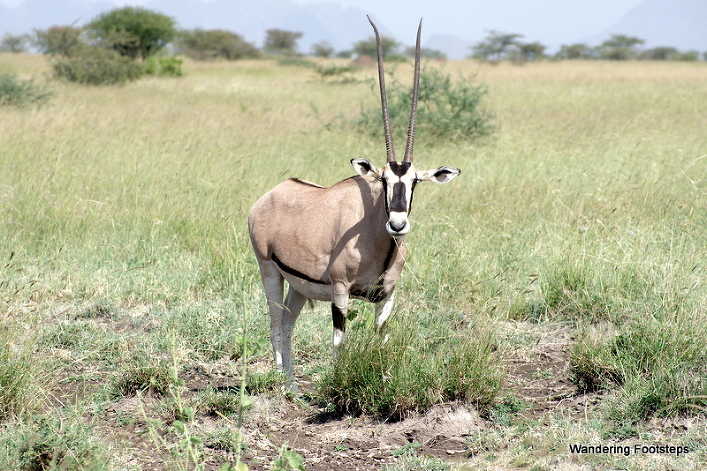 Oryx at Awash.
