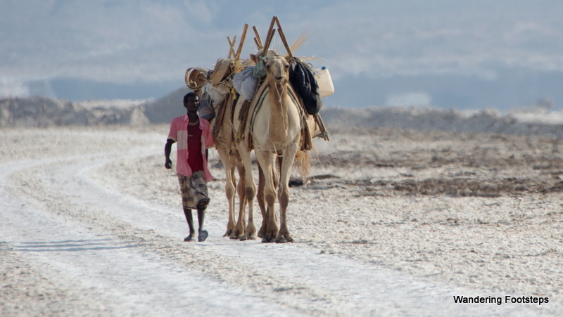 An Afar nomad and his camels, coming to pick up salt.