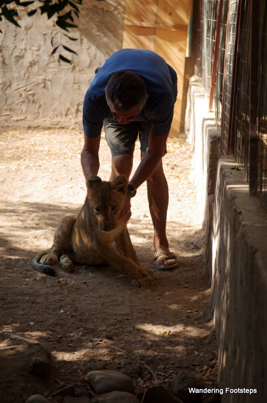 A retired French military man-cum Decan volunteer taking care of the baby lion, birthed by the two adult lions in captivity.