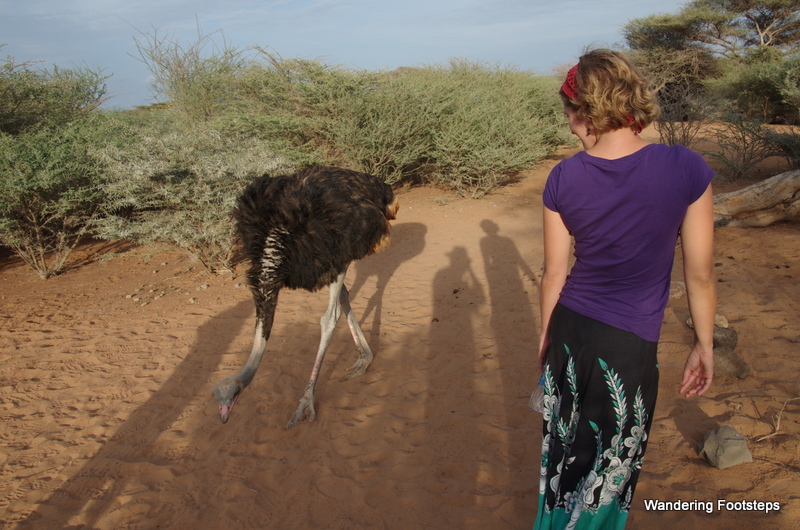 Visiting the Decan Animal Refuge, something that every visitor to Djibouti should do.