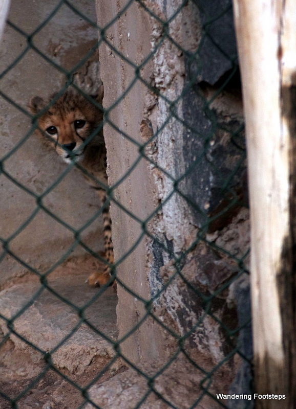 One of the traumatized baby cheetahs that Naju is nursing back to health.