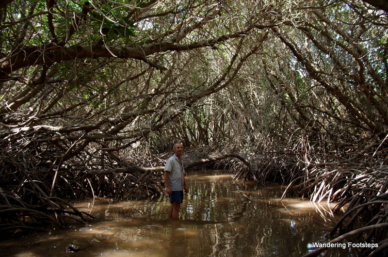 Walking in the mangrove forest on Moucha Island.