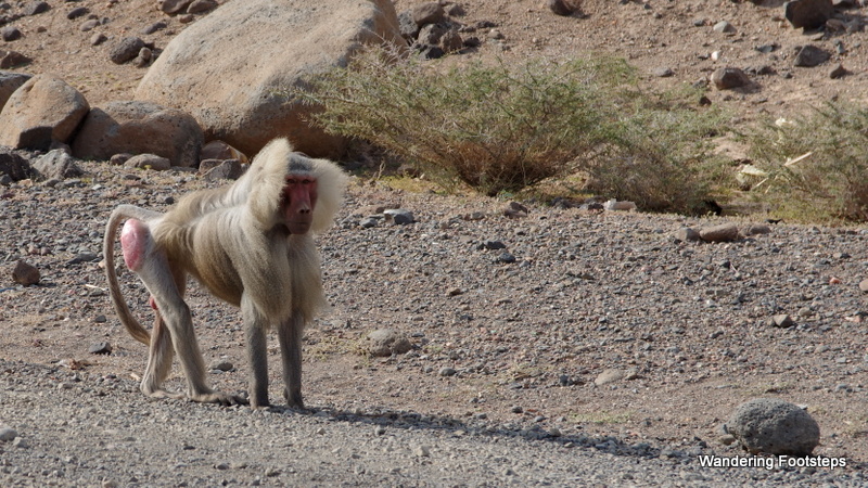 Hamadryas baboons, endemic to the Horn of Africa.