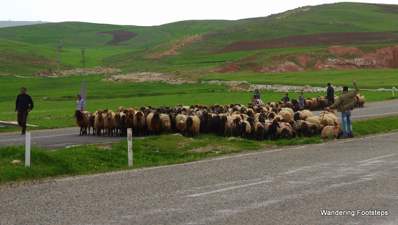 Shepherds and their sheep on rolling steppes.