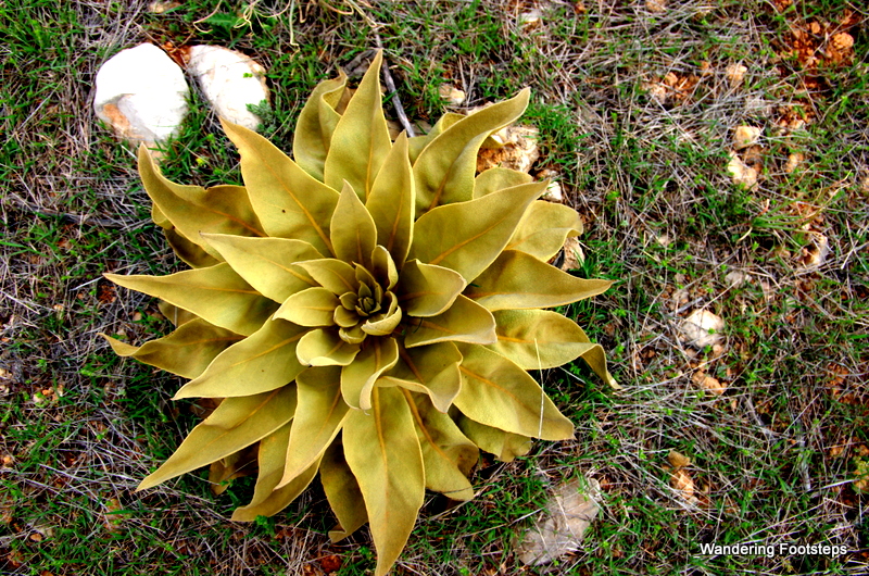 A beautifully weird plant in the foothills of the mountains.  See, even Turkey's details are pretty!