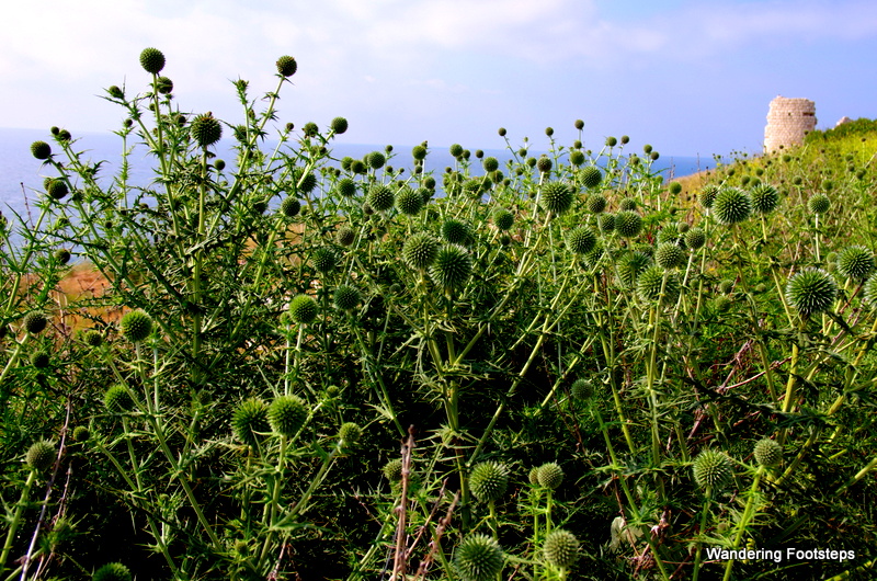 Plants on the Mediterranean are prickly and painful to walk through!