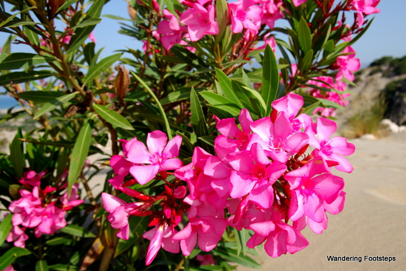 Oleanders grow wild all over Turkey.  Thanks for telling me what they were called, Angie!