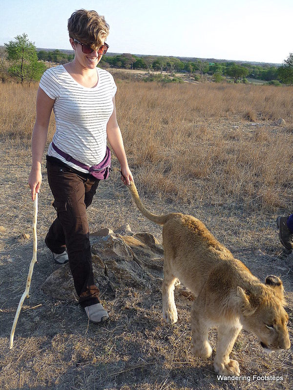 Yeah, I'm just hanging out with a lion in Zimbabwe... no big deal...