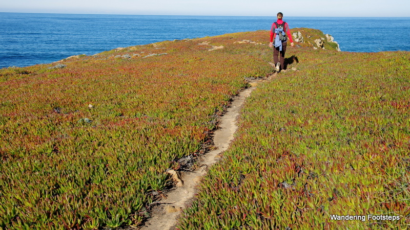 Cool shrubs, one of the many varieties of hearty plants along this chunk of coastline.