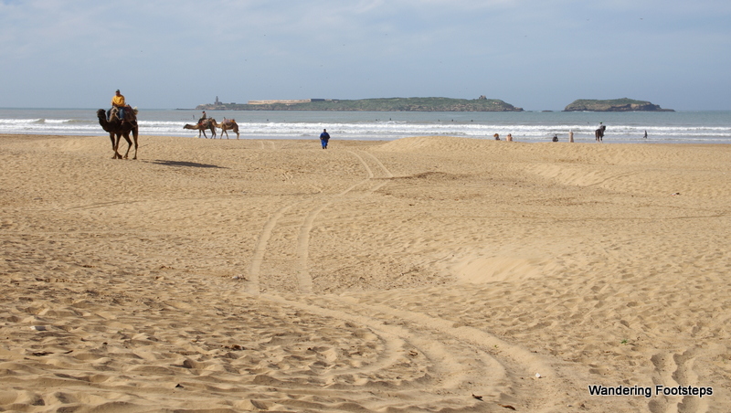 Camel rides for offer along Essaouira's beach.