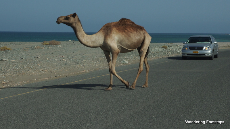 We spotted more camels than turtles near Masirah Island’s Turtle Beach.