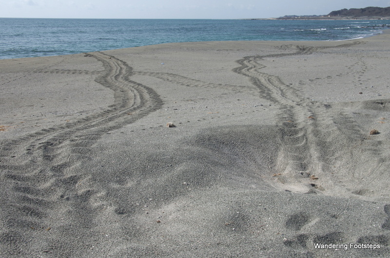 Finally, fresh turtle tracks!  