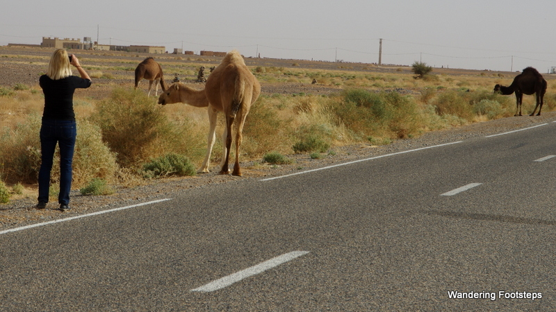 Mom loving up her first roadside camels.