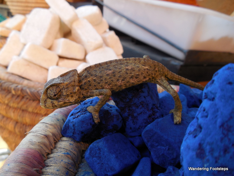 The chameleon that prompted a one-hour chat with Aziz the shopkeeper.