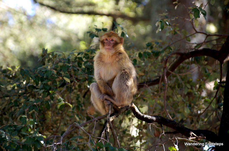 A Barbary macaque, an endemic and endangered monkey.