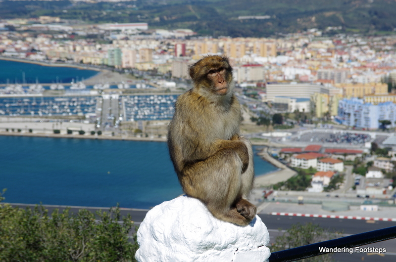 Barbary macaques in Gibraltar!