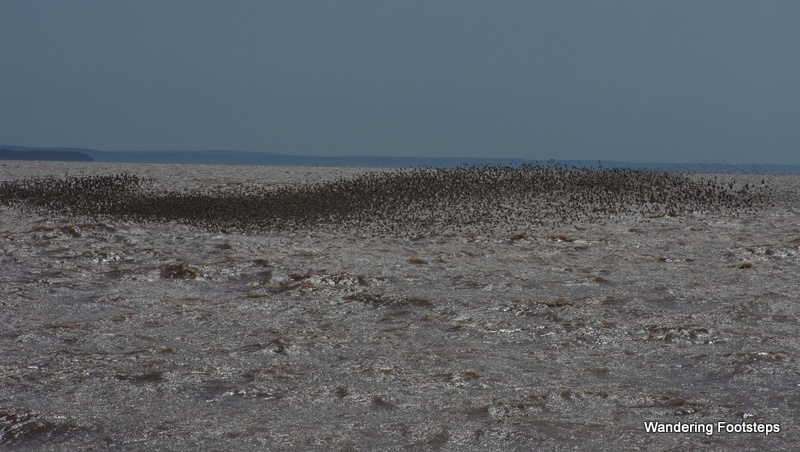 The shorebirds dancing over the Bay of Fundy on the migration south.