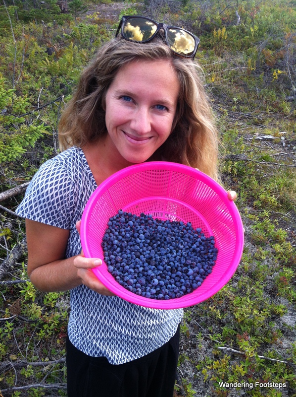 Wild blueberry picking!