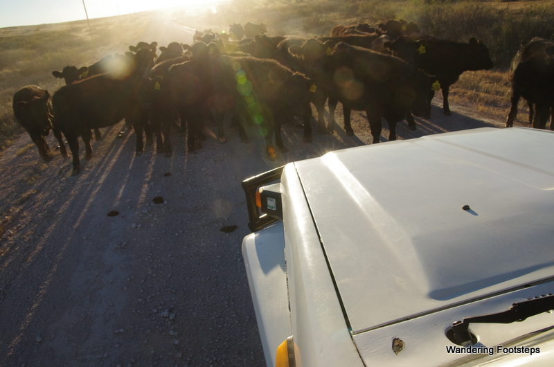 What a traffic jam in Texas looks like! :)