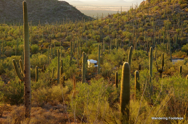 The Sonoran Desert is a veritable saguaro forest.