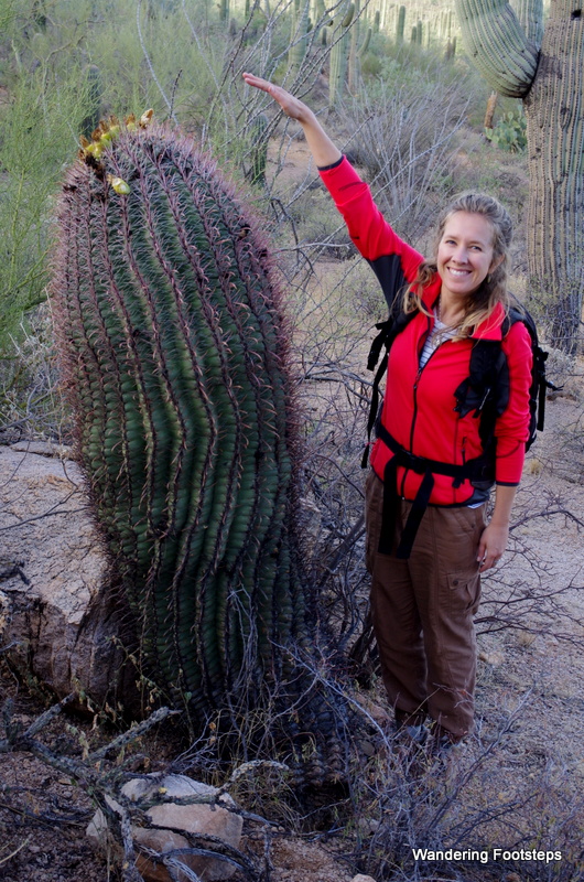 This saguaro is probably almost twice my age - but for a saguaro, it's still a teenager.