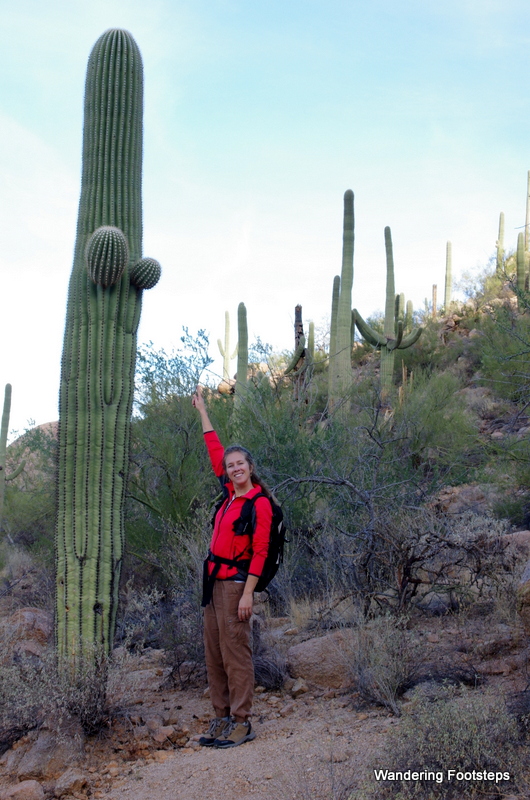 At last the saguaro is beginning to grow arms - this means it's about 75 years old.