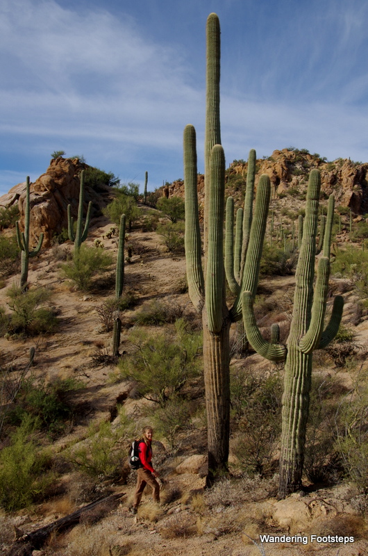 And this saguaro could be between 150-200 years old!