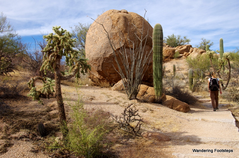 Hiking in Saguaro National Park is a great way to get to know the Sonoran Desert.