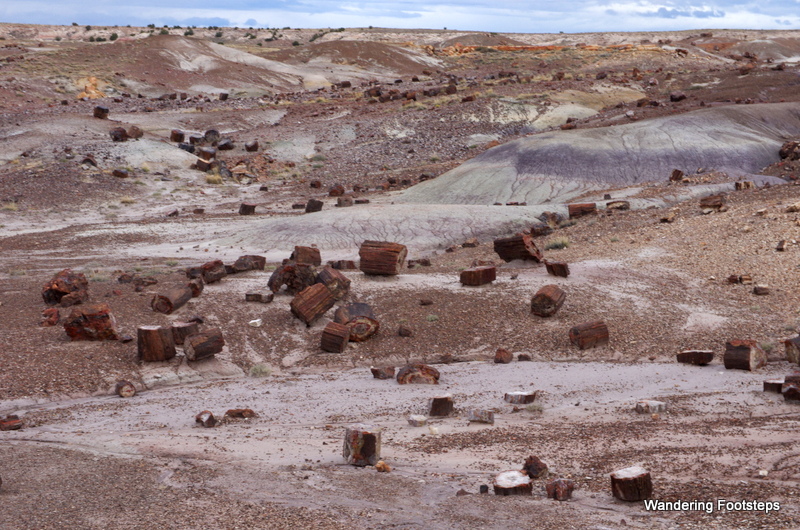 A petrified wood forest, unconvered by erosion.