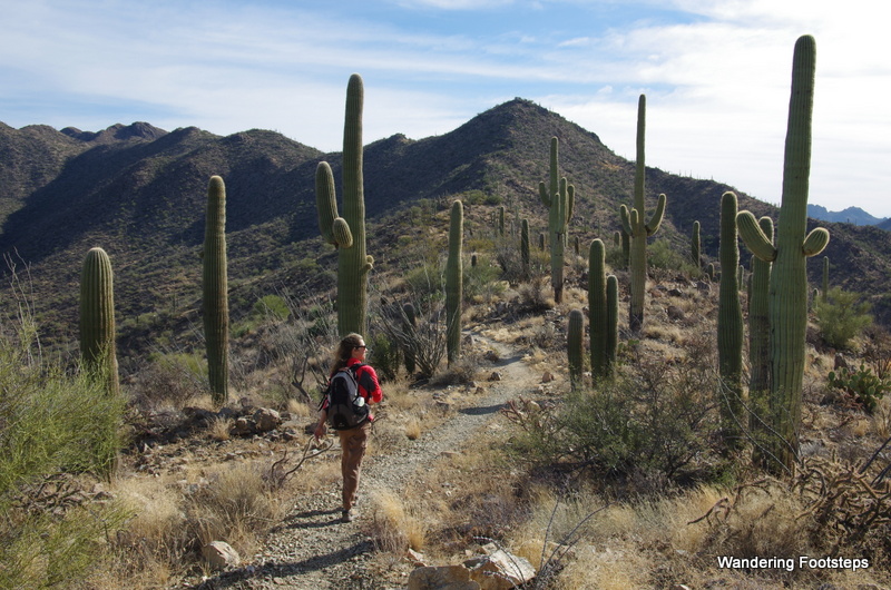 Hiking through saguaro cacti at a National Park in the southwest of the US.
