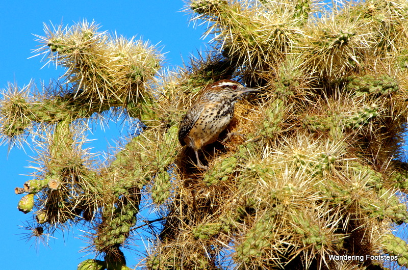 The amazing birds of the Sonoran Desert.  Bruno hadn't photographed animals in a looooooong time!