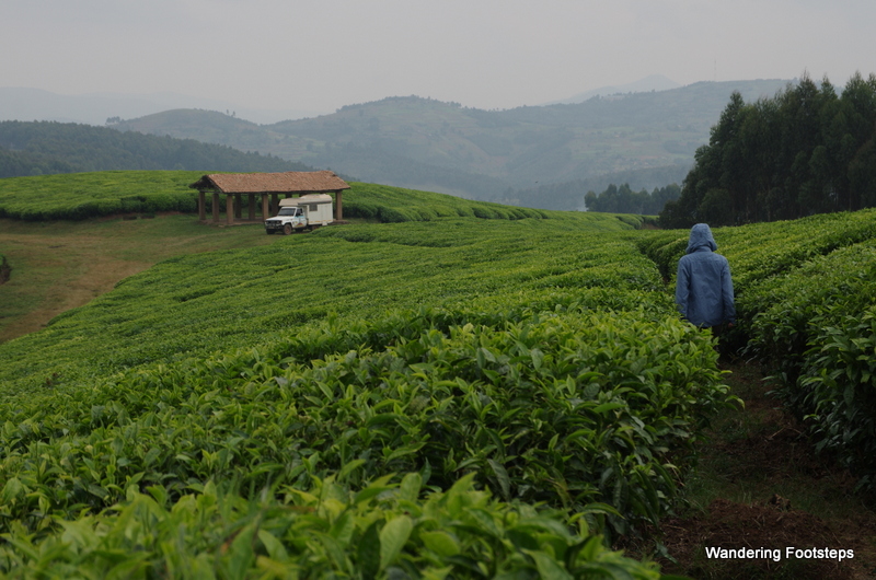 In the tea fields of Burundi, you were there.