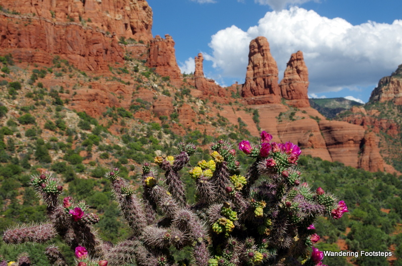 Sharon had never seen these cacti flowers, so we counted ourselves lucky to witness so much beauty in a single day!