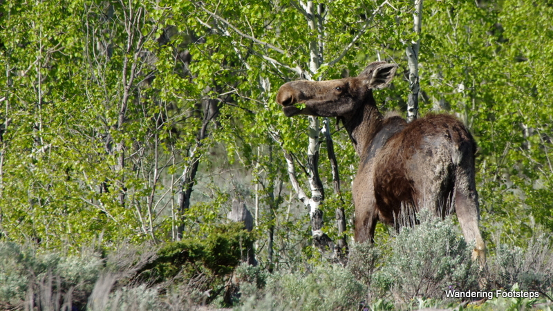 A juvenile moose right at the entrance to Grand Teton N.P.  Not nearly as pretty as a fully-mature one, though, eh?
