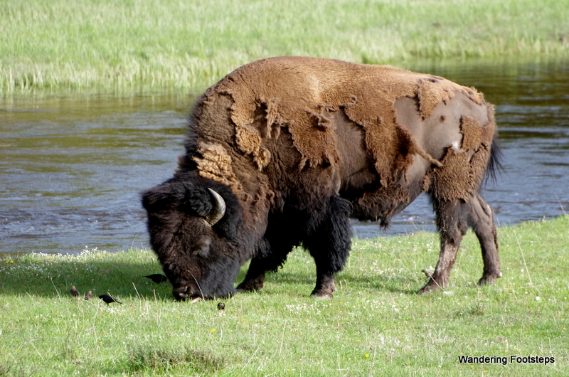 Bison everywhere, shedding their winter coats.