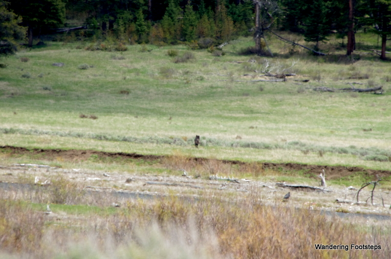 This is a crap-shot (we were so far away) but I've been waiting for a wolf-sighting for over a decade, so this will have to do for now!