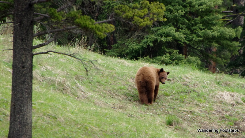 We even got to see a grizzly!!  Thank you, Yellowstone!