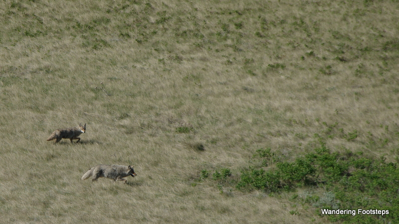 We hiked side by side these two coyotes for a good long while.