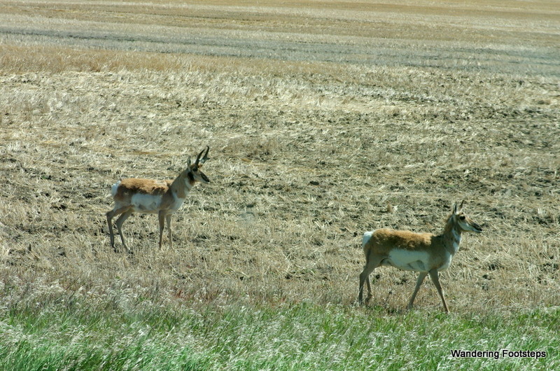 Pronghorns along the side of the road!