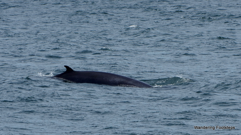 We saw a minke whale pretty darn close to the coast!