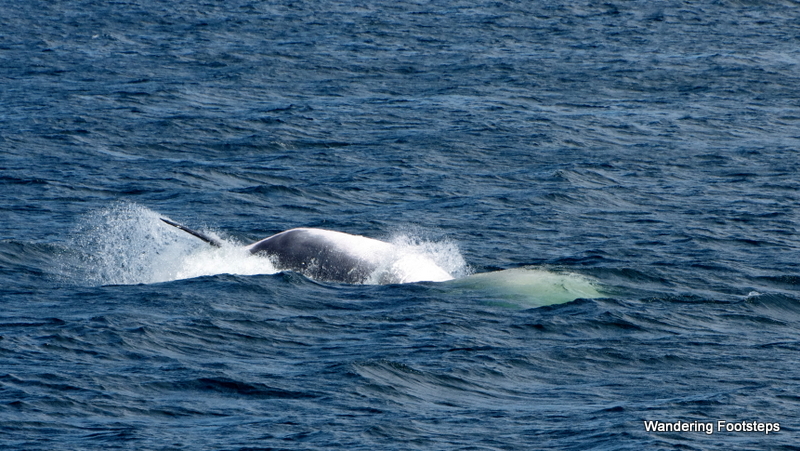 Another minke whale showed us its belly.