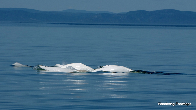 Beluga whales, approaching our zodiac!!