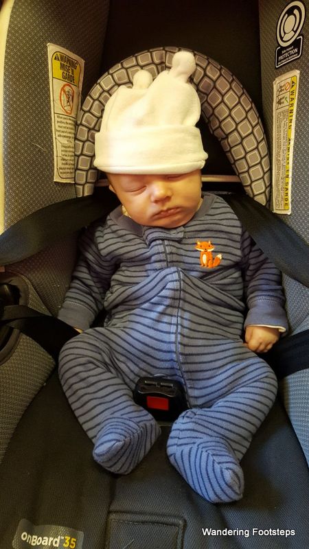 This was the first (and last) time Phoenix fell asleep during an outing!